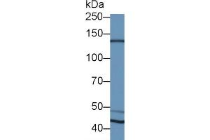 Western Blot; Sample: Mouse Kidney lysate; Primary Ab: 2µg/ml Rabbit Anti-Mouse CDH2 Antibody Second Ab: 0. (N-Cadherin antibody  (AA 384-562))