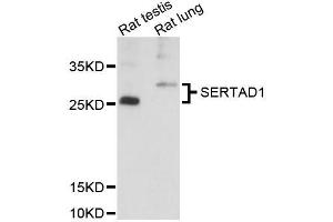 Western blot analysis of extracts of various cell lines, using SERTAD1 antibody (ABIN5996652) at 1:3000 dilution. (SERTAD1 antibody)