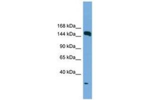 Image no. 1 for anti-Early Endosome Antigen 1 (EEA1) (AA 35-84) antibody (ABIN6745236) (EEA1 antibody  (AA 35-84))