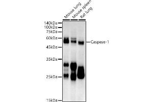 Western blot analysis of extracts of various cell lines, using Caspase-1 antibody (ABIN7266112) at 1:1000 dilution. (Caspase 1 antibody)