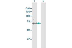 Western Blot analysis of AK5 expression in transfected 293T cell line by AK5 MaxPab polyclonal antibody. (Adenylate Kinase 5 antibody  (AA 1-536))