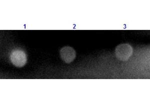 Dot Blot results of Mouse Anti-Rabbit IgG Antibody Rhodamine Conjugated. (Mouse anti-Rabbit IgG (Heavy & Light Chain) Antibody (TRITC) - Preadsorbed)