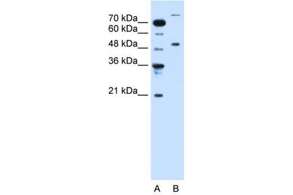 TRIM42 antibody  (C-Term)