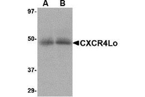 Western Blotting (WB) image for anti-Chemokine (C-X-C Motif) Receptor 4 (CXCR4) (N-Term) antibody (ABIN1031337) (CXCR4 antibody  (N-Term))