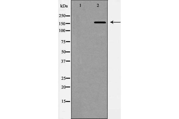 ABCC1 antibody  (N-Term)