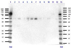 Western Blotting (WB) image for anti-Kruppel-Like Factor 4 (Gut) (KLF4) (N-Term) antibody (ABIN6655944)