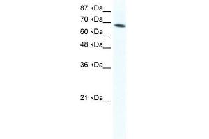 DDX1 antibody used at 1. (DDX1 antibody)