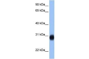 RAB3D antibody (20R-1343) used at 0. (RAB3D antibody  (C-Term))