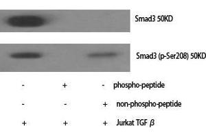 Western Blot (WB) analysis of specific cells using Smad3 Polyclonal Antibody. (SMAD3 antibody  (Ser807))