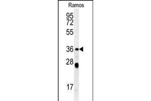 Western blot analysis in Ramos cell line lysates (35ug/lane). (NCF1 antibody  (N-Term))
