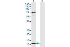 Western Blot analysis of CCL13 expression in transfected 293T cell line by CCL13 MaxPab polyclonal antibody. (CCL13 antibody  (AA 1-98))