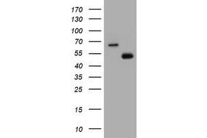 Image no. 1 for anti-CD4 (CD4) antibody (ABIN1497297) (CD4 antibody)