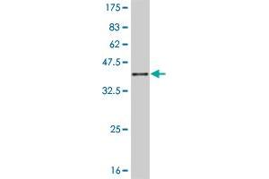 Western Blot detection against Immunogen (35. (JAG2 antibody  (AA 121-210))