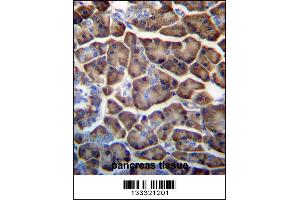 KCTD3 Antibody immunohistochemistry analysis in formalin fixed and paraffin embedded human pancreas tissue followed by peroxidase conjugation of the secondary antibody and DAB staining. (KCTD3 antibody  (C-Term))