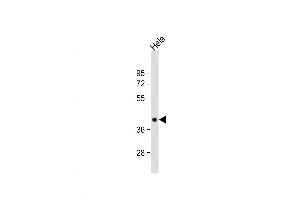Western Blot at 1:1000 dilution + Hela whole cell lysate Lysates/proteins at 20 ug per lane. (PBK antibody  (C-Term))