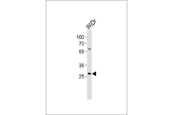 COX11 antibody  (C-Term)