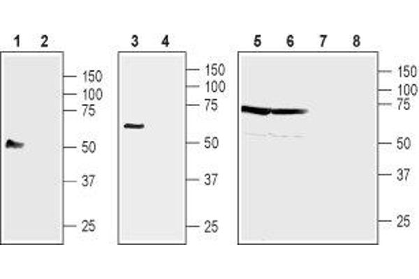 NIPAL4 antibody  (2nd Extracellular Loop)