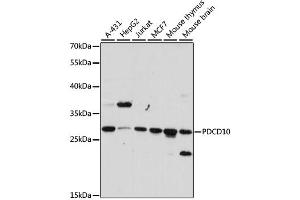 Western blot analysis of extracts of various cell lines, using PDCD10 antibody (ABIN6293864) at 1:1000 dilution. (PDCD10 antibody)