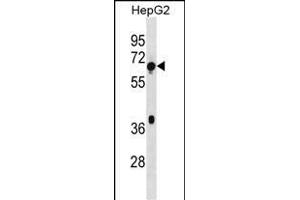 TBC1D3F Antibody (Center) (ABIN1538302 and ABIN2838342) western blot analysis in HepG2 cell line lysates (35 μg/lane). (TBC1D3 antibody  (AA 318-346))