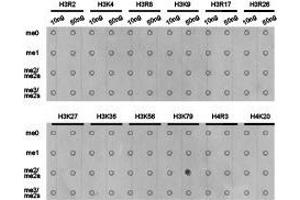 Western Blotting (WB) image for anti-Histone 3 (H3) (H3K79me2) antibody (ABIN1873007) (Histone 3 antibody  (H3K79me2))