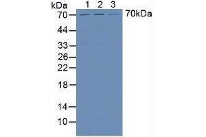 Western blot analysis of (1) Human HeLa cells, (2) Human HepG2 Cells and (3) Human Liver Tissue. (HPSE antibody  (AA 34-115))