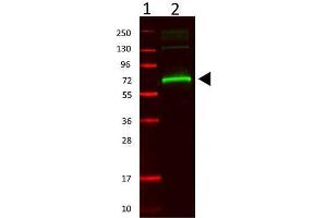 Western Blot of Rabbit anti-Mouse Serum Albumin cat. (Albumin antibody)