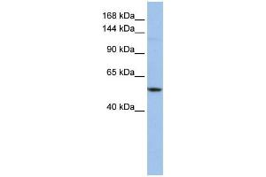 WB Suggested Anti-UBE4A  Antibody Titration: 0. (UBE4A antibody  (Middle Region))