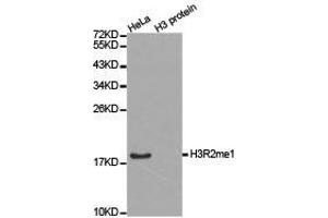 Western Blotting (WB) image for anti-Histone 3 (H3) (H3R2me) antibody (ABIN1873013) (Histone 3 antibody  (H3R2me))