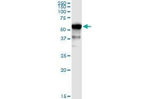 Immunoprecipitation of UGT1A9 transfected lysate using rabbit polyclonal anti-UGT1A9 and Protein A Magnetic Bead (UGT1A9 (Human) IP-WB Antibody Pair)