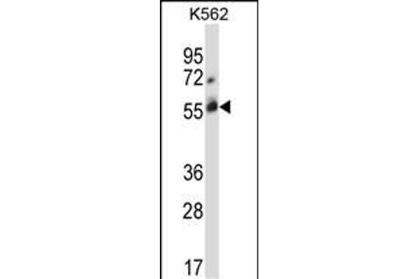 CBLC antibody  (C-Term)