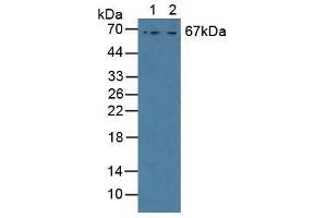 Western blot analysis of (1) Human MCF-7 Cells and (2) Human HepG2 Cells. (GAB3 antibody  (AA 142-375))