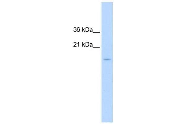 CENPA antibody  (N-Term)