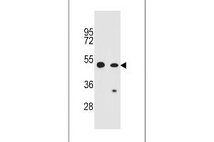 COP1 Antibody (N-term) (ABIN655275 and ABIN2844867) western blot analysis in CEM,A549 cell line lysates (35 μg/lane). (RFWD2 antibody  (N-Term))