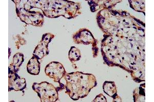 IHC image of ABIN7164717 diluted at 1:200 and staining in paraffin-embedded human placenta tissue performed on a Leica BondTM system. (Prokineticin 1 antibody  (AA 20-105))