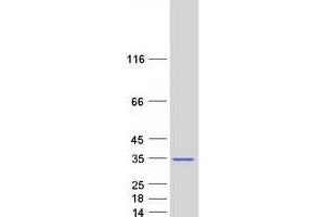 Validation with Western Blot (HMGB1 Protein (Myc-DYKDDDDK Tag))