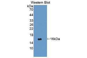 Figure. (VEGFC antibody  (AA 112-227))