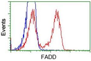 Flow Cytometry (FACS) image for anti-Fas (TNFRSF6)-Associated Via Death Domain (FADD) antibody (ABIN1498178) (FADD antibody)