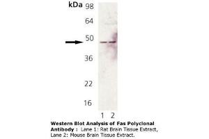 Image no. 1 for anti-TNF Receptor Superfamily, Member 6 (FAS) antibody (ABIN465928) (FAS antibody)