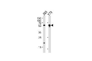 Western blot analysis in 293,Y79 cell line lysates (35ug/lane). (ALDH1A3 antibody  (N-Term))