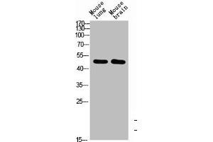 Western Blot analysis of mouse-brain mouse-lung cells using BMP-10 Polyclonal Antibody diluted at 1:1000. (BMP1 antibody  (AA 361-410))