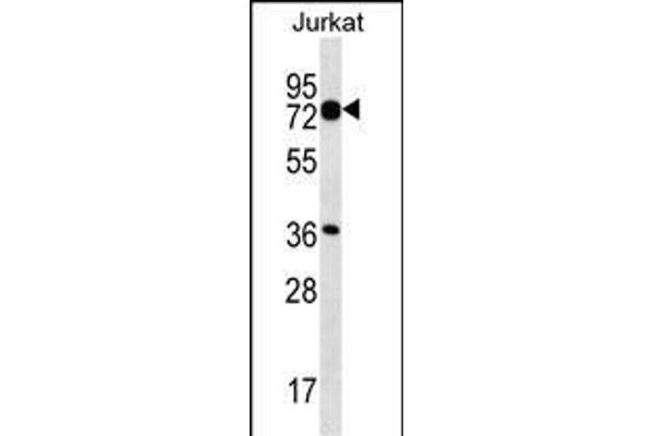 PLS1 antibody  (C-Term)