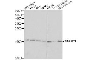 Western blot analysis of extracts of various cell lines, using TIMM17A antibody. (TIMM17A antibody  (AA 1-171))