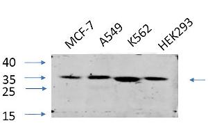 Western Blot analysis of MCF-7 (1), A549 (2), K562 (3), HEK293 (4), diluted at 1:1000. (EIF2A antibody)