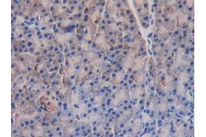 IHC-P analysis of Mouse Pancreas Tissue, with DAB staining. (GAB3 antibody  (AA 142-375))