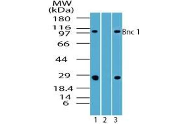 Basonuclin 1 antibody  (AA 330-380)