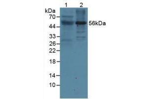 Figure. (LILRB2 antibody  (AA 53-255))