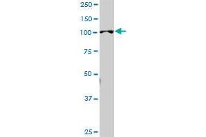 PEG10 MaxPab polyclonal antibody. (PEG10 antibody  (AA 1-325))