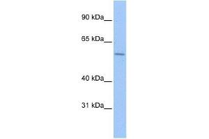 ZNF596 antibody used at 5 ug/ml to detect target protein. (ZNF596 antibody  (C-Term))