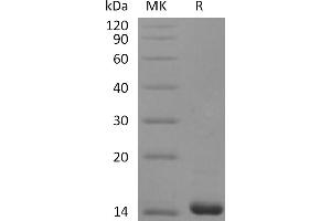 Greater than 95 % as determined by reducing SDS-PAGE. (FGF4 Protein)