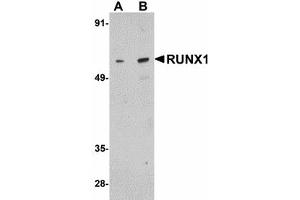 Image no. 1 for anti-Runt-Related Transcription Factor 1 (RUNX1) (Internal Region) antibody (ABIN478082) (RUNX1 antibody  (Internal Region))